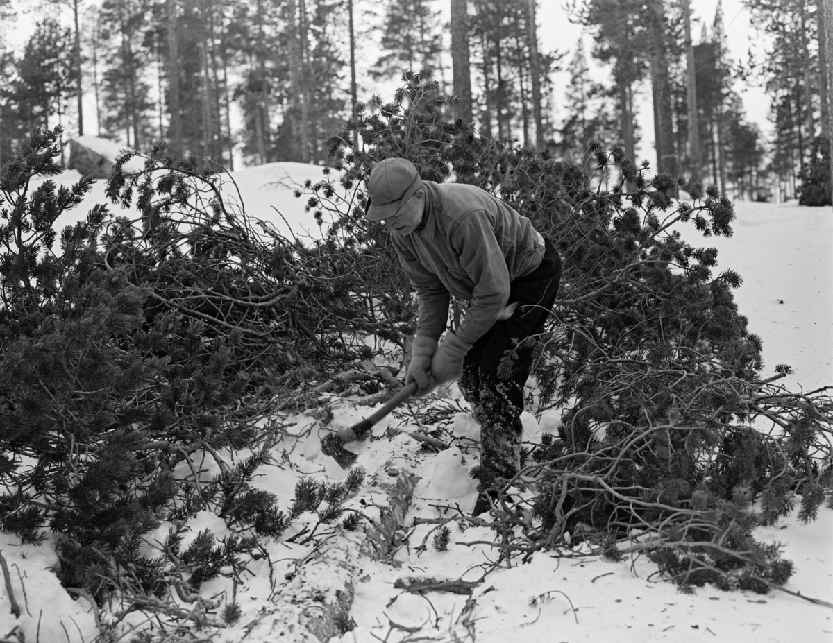 Ole Haugen fra Elgå i Engerdal kvister kronpartiet på ei furu han hadde felt på snødekt mark.  Haugen utførte arbeidet med øks.  Han var kledd i mørke vadmelsbukser og lys busserull, og hadde votter på hendene og hatt på hodet.  Bildet ble tatt vinteren 1982. 