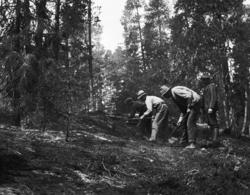 Rydding av branngate som ledd i skogbrannvern i Rambergsmark