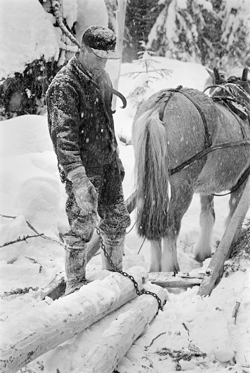 Skogsarbeideren og tømmerkjøreren Ole Rismyr (1931-1984) fra Slettås i Trysil, fotografert under lunning i Nordre Osen (Åmot kommune i Hedmark) i februar 1980.  Da dette fotografiet ble tatt sto Rismyr bak hesten sin, en fjording, ved lunnedraget.  Dette var et enkelt trekkredskap som besto to skjæker som var forbundet med en humul (et kraftig tverrtre) i den bakre enden.  Rismyr sto med en kjettingstump i den ene handa.  Den skulle trekkes gjennom hull («øyer») i endene på tømmertokkene og gjennom hull i humulen, der kjettinglekkene kunne kules fast i spalter på kloformete jernbeslag. Kjørekaren var kledd i mørk jakke og bukse av vadmel.  Han hadde snøsokker som dekte leggene og støvleskaftene og bar ei skyggelue på hodet.  Over skuldra hang ei tømmersaks, som ble brukt som gripeklo under tilrettelegginga av tømmeret.  Fotografiet er tatt i forbindelse med opptakene til fjernsynsfilmen «Fra tømmerskog og ljorekoie», som ble vist på NRK 1. mai 1981.  Ettersom poenget med denne filmen var å synliggjøre strevet i tømmerskogen i den førmekaniserte driftsfasen, viser den driftsprosedyrer og redskap som bare noen få veteraner fortsatt brukte på opptakstidspunktet.