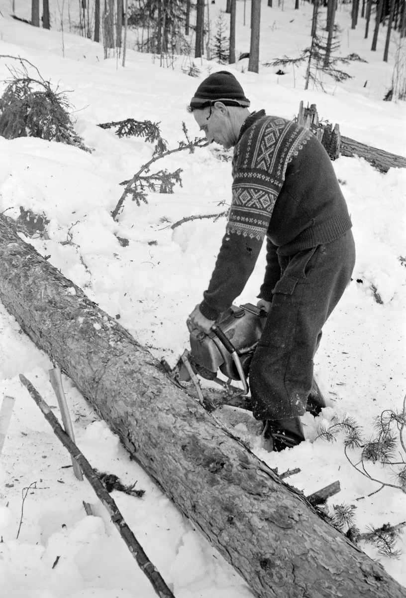 Kapping av en kvistet furustamme i Kiær & Cos skoger i Ytre Rendalen vinteren 1965.  Skogsarbeideren var kledd i vadmelsbukser og strikkegenser med «Marius-mønster».  På hodet bar han ei strikkelue som var litt slitt i kantene.  Votter eller hansker på hendene brukte han ikke, sjøl om bildet er tatt på snødekt mark en dag i midten av februar.   Verneutstyr bvar ennå ikke blitt en del av normalutrustningen da dette fotografiet ble tatt.  Saga som ble brukt later til å ha vært en stor og tungt modell.  Til venstre for furustammen lå øksa, som antakelig hadde vært brukt til kvisting, og «skanten», målestaven som ble brukt til å stokkene lengder som passet for de sortimentsklassene det ut fra øvrige kvalitetskriterier (dimensjon, rettvoksthet og kvistsetting) det var rimelig å få dem solgt i.  Bildet er fra den store hogstundersøkelsen i 1965, der «tidsstudiemenn» med stoppeklokker som journalførte hvor lang tid ulike arbeidsoperasjoner tok på gran og furu av ulike dimensjoner i skog med vekslende karakter.  Denne hogsten foregikk i en skog som ble klassifisert som «pen og middels».
