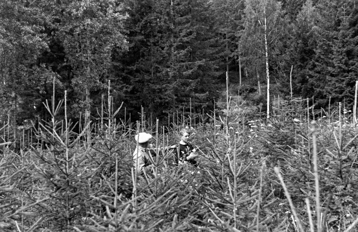 Frodig granplanting på eiendommen Breien i Norderhov på Ringerike, vest for den delen av Tyrifjorden som kalles Nordfjorden.  Bildet er tatt i1942.  Vi ser to menn som besiktiget de tettvoksende grantrærne, som seks år etter utplanting hadde toppskudd som raget over hodene til karene.  I bakgrunnen ser vi noe eldre granskog med innslag av bjørk og osp.