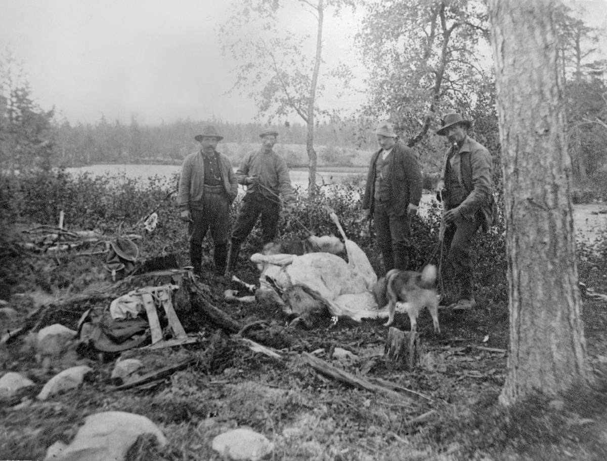 Fra ei elgjakt i Femundsmarka i 1920-åra.  Bildet viser fire karer og to elghunder omkring en nyskutt elg, som lå på ryggen under et furutre, klar for feltbehandling.  Hundene snuste ivrig på det felte dyret, mens jegerne hadde oppmerksomheten vendt mot fotografen da dette bildet ble tatt. En bæremeis og en ryggsekk lå på marka til venstre for den døde elgen.  Bildet er tatt i flatt lende med et vann, omgitt av myrer og lav fjellskog i bakgrunnen.  Vi kjenner foreløpig bare identiteten til en av jegerne.  Mannen som står lengst til høyre på bildet gikk under navnet «Stor-Hans», men var døpt Hans Olof Hansson.  Han ble født i Sundsjö socken like øst for Østersund i det svenske landskapet Jämtland i 1870.  Som barn bodde han i Rissna i det samme området.  Da Hans var omkring 20 år gammel forlot han hjembygda, og prøvde seg blant annet som anleggsarbeider.  Etter hvert kom han til Härjedalen, der han traff ei kvinne som han fikk flere sønner med.  Til Femundstraktene kom Hans antakelig første gang vinteren 1907-1908, da han påtok seg skogsarbeid for Røros kobberverk i Rødalen.  Seinere bodde han mye i enkle husvær – «Gammelsæterstuggu» på Røvollen, Muspelheim ved Røoset, Styggsjøkoia og Røstneset, der han ble funnet død i 1946.  Han påtok seg serviceoppgaver, blant annet bæring, for jegere og fiskere som kom til området, og var sjøl en dyktig jeger og fisker.  Røros museums- og historielag publiserte i 1996 et hefte med tittelen «Stor-Hans. Eneboeren i Femundsmarka».
