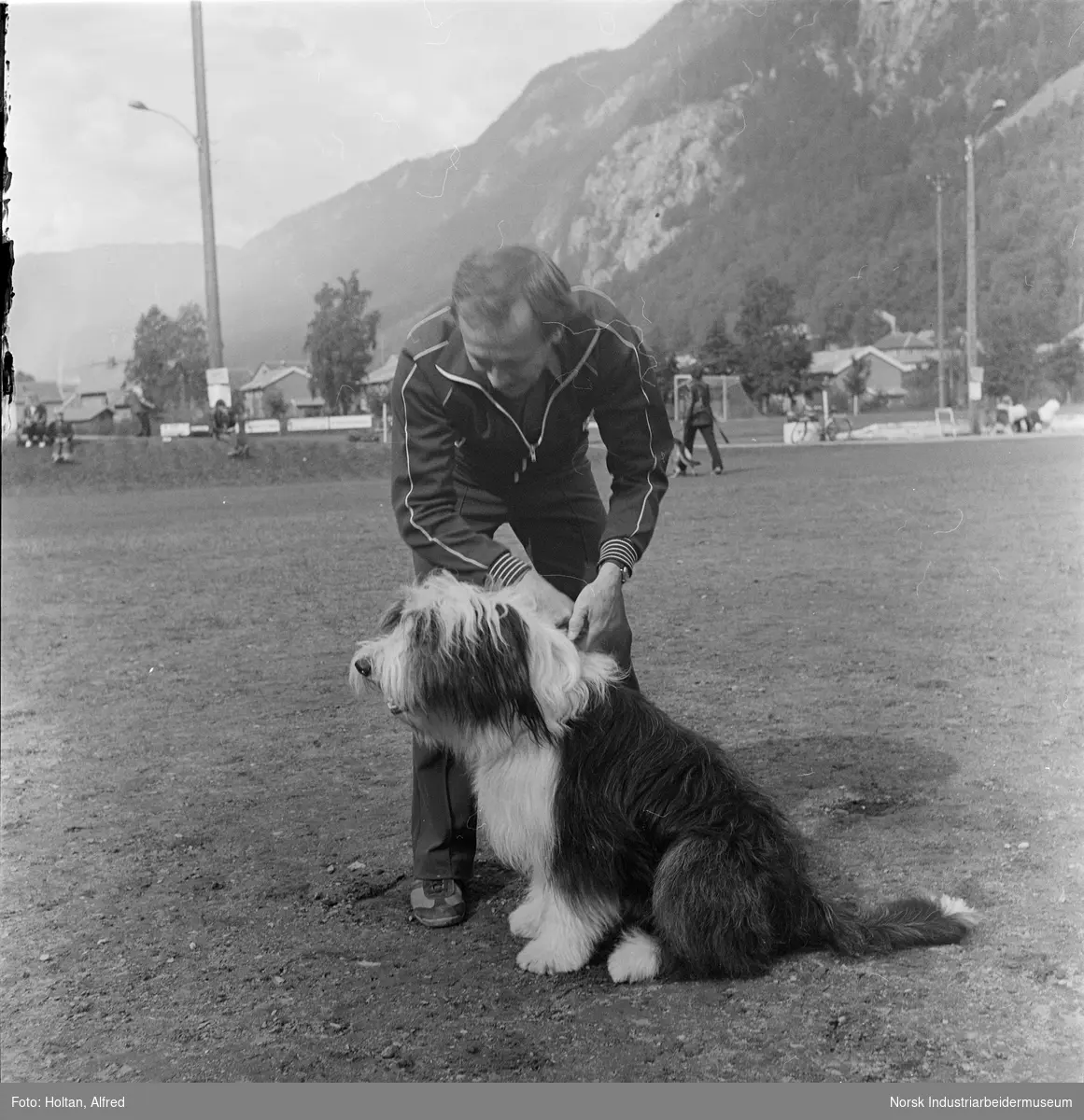 Old English Sheepdog på hundeutstilling på Rjukan stadion.