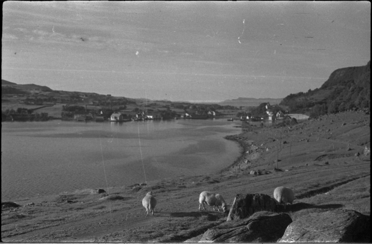 Gården Bjerga på Rennesøy sett fra ulike vinkler (bilde 1-7). Det er også bilder av Vikevåg (bilde 8-9) og Dale (bilde 10-14) på Rennesøy.
