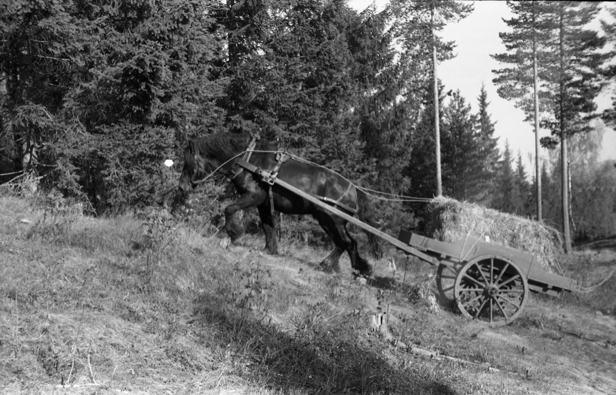 Kjøring med hest og kjerre, lastet med halmbunter, i terreng sannsynligvis ved Hærens Hesteskole på Starum. Seks bilder, mai 1953.
