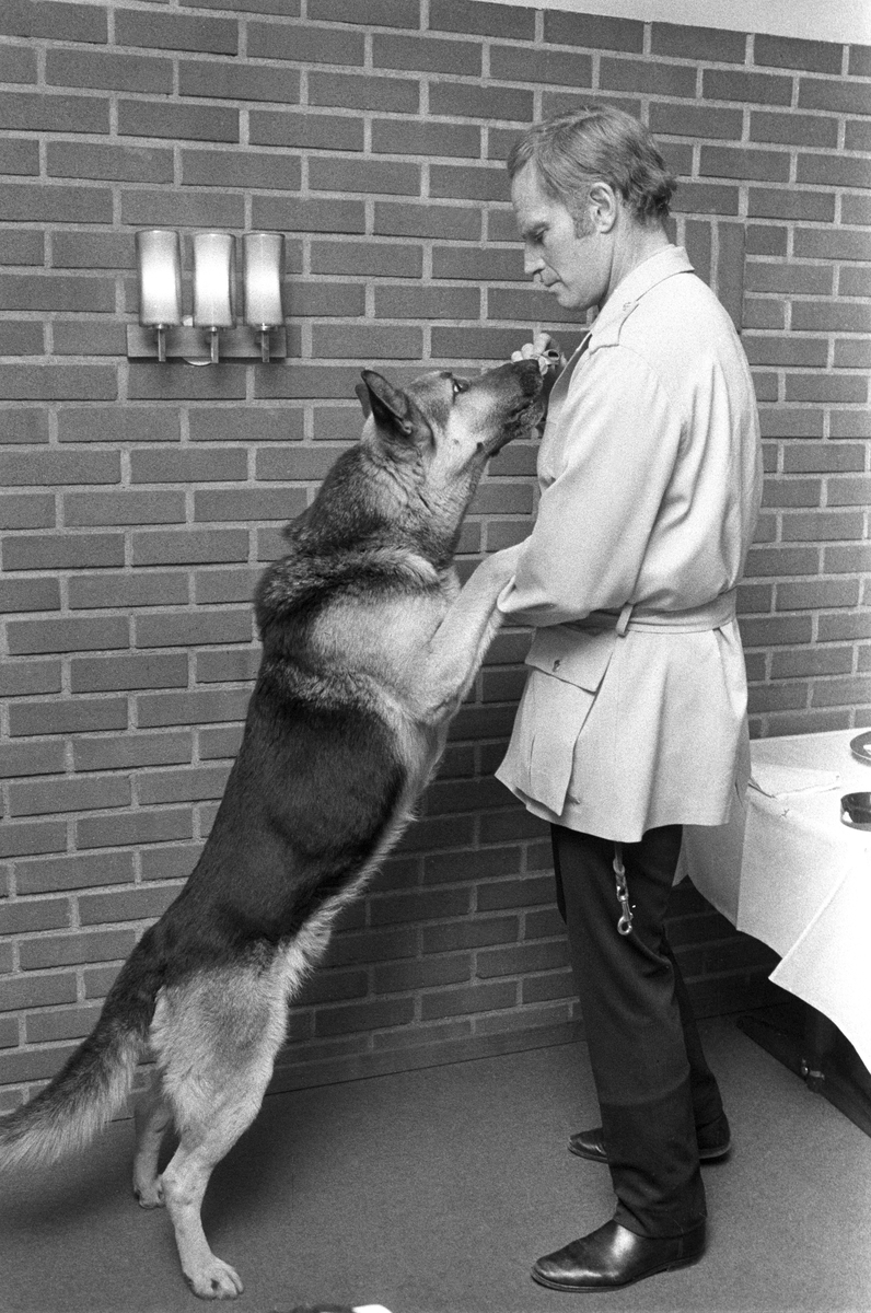 Den amerikanske skuespilleren Charlton Heston har kommet til Norge i forbindelse med opptak til filmen "Når villdyret våkner". Her er han sammen med en schæferhund på pressekonferansen i Oslo.
