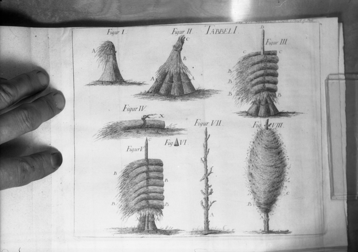 Avfotografert illustrasjon fra amtmann Chr. Sommerfelts "Afhandling om kornets tørring i straae" fra 1790.
Illustrasjonen viser i hovedsak forskjellige måter å sette opp nekene på for tørking. Figurene øverst fra venstre Krake, Hatt, og Råe. Nederst til venstre Snes, mens de to andre figurene nederst viser en stake beregnet for tørking av erter, og lengst til høyre en Erte-Kuv.