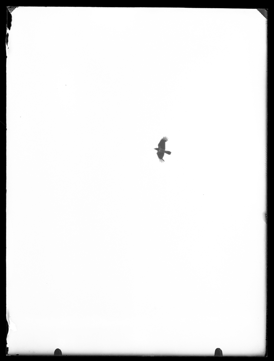 Flygande kråka fotograferad underifrån.