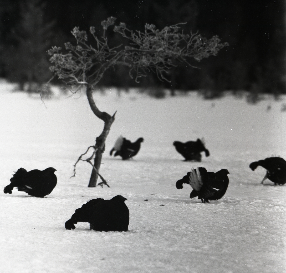 Sex orrar spelar på marken intill en tall på påskdagen 10 april 1955.