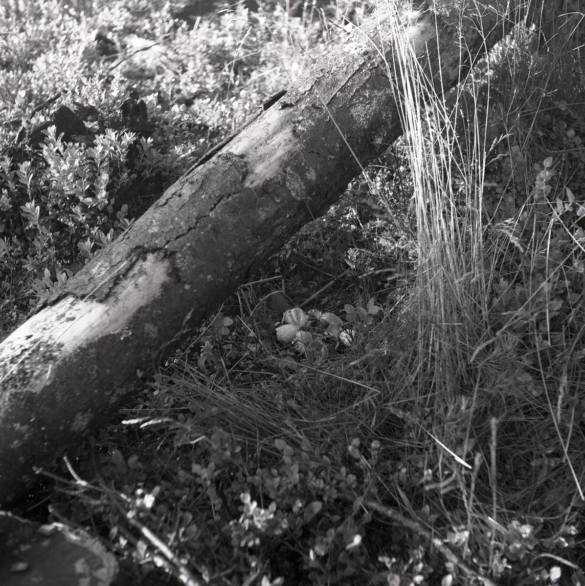 Nedfallen trädstam som ligger vid ett tjäderbo med ägg i skogen, Sunnanhed 29 juni 1954.