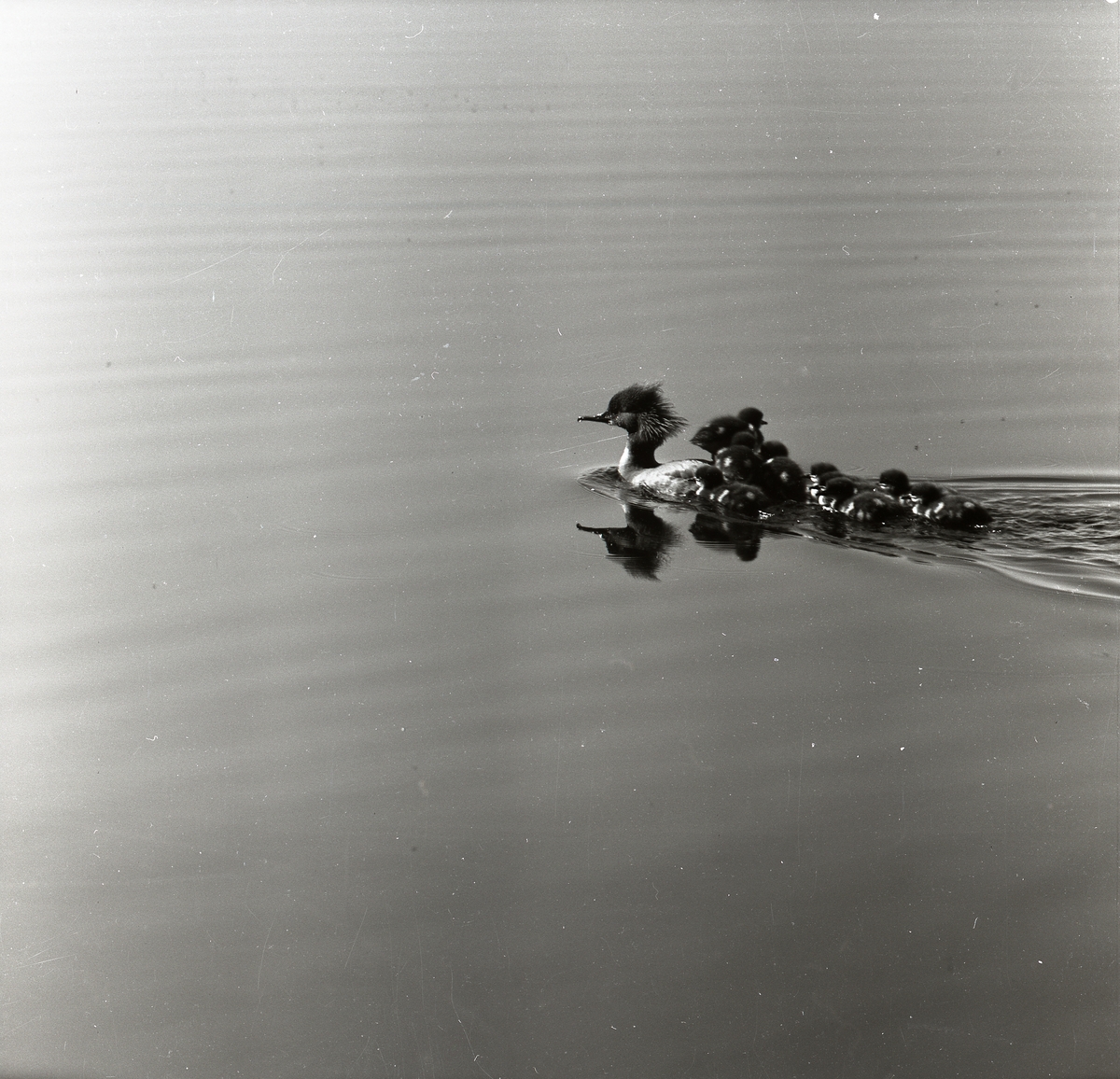 En sjöfågel simmar med ungar  på ryggen.