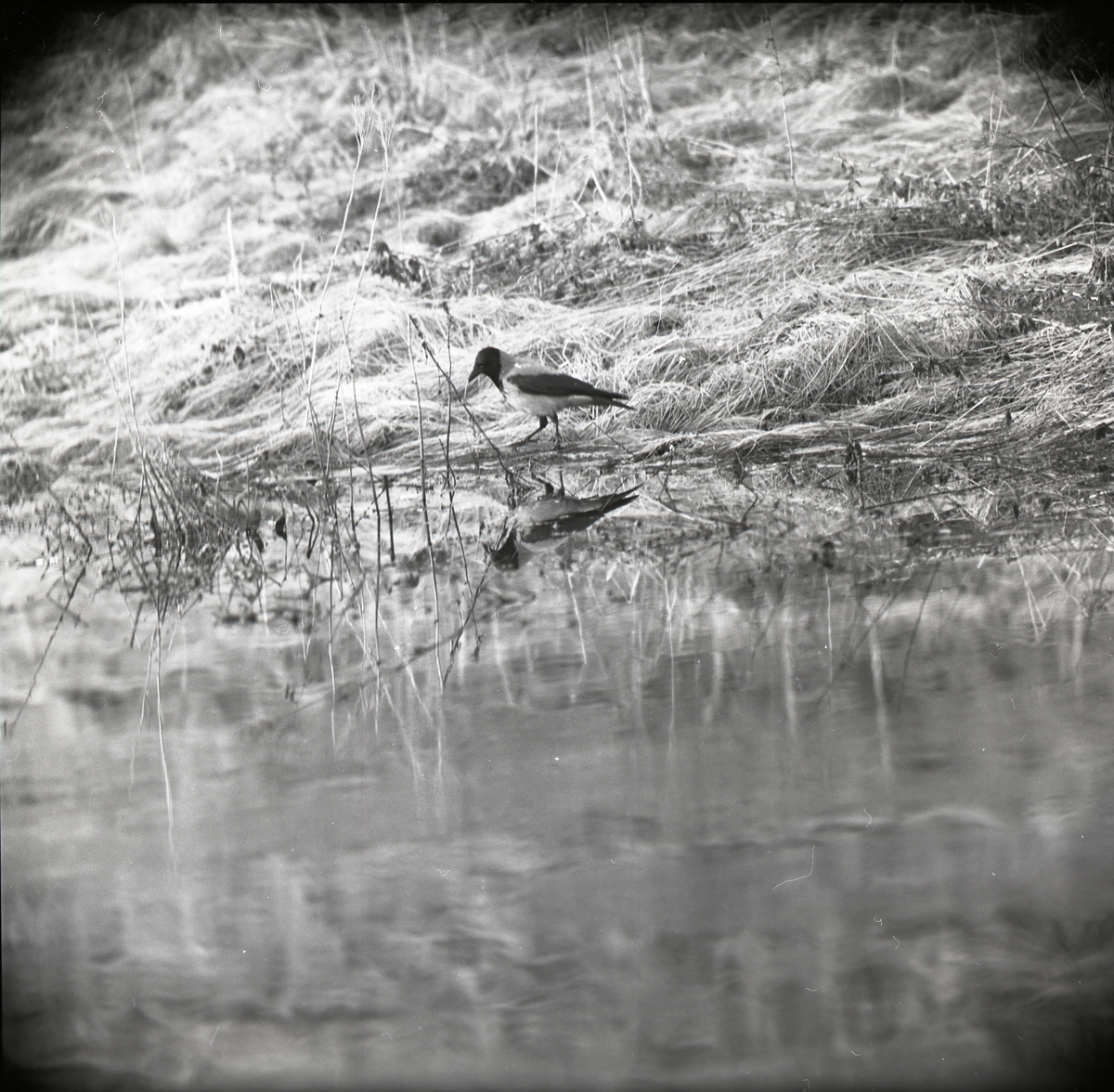 En kråka står på marken vid en å i maj 1965.