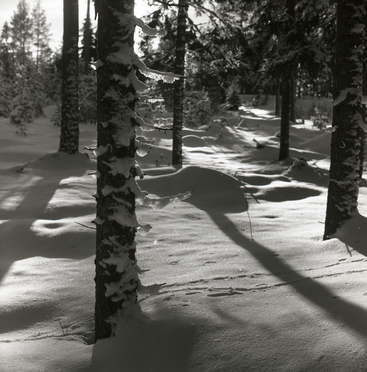 Granskog i snö en solig vinterdag 1960. Djurspår is snön.