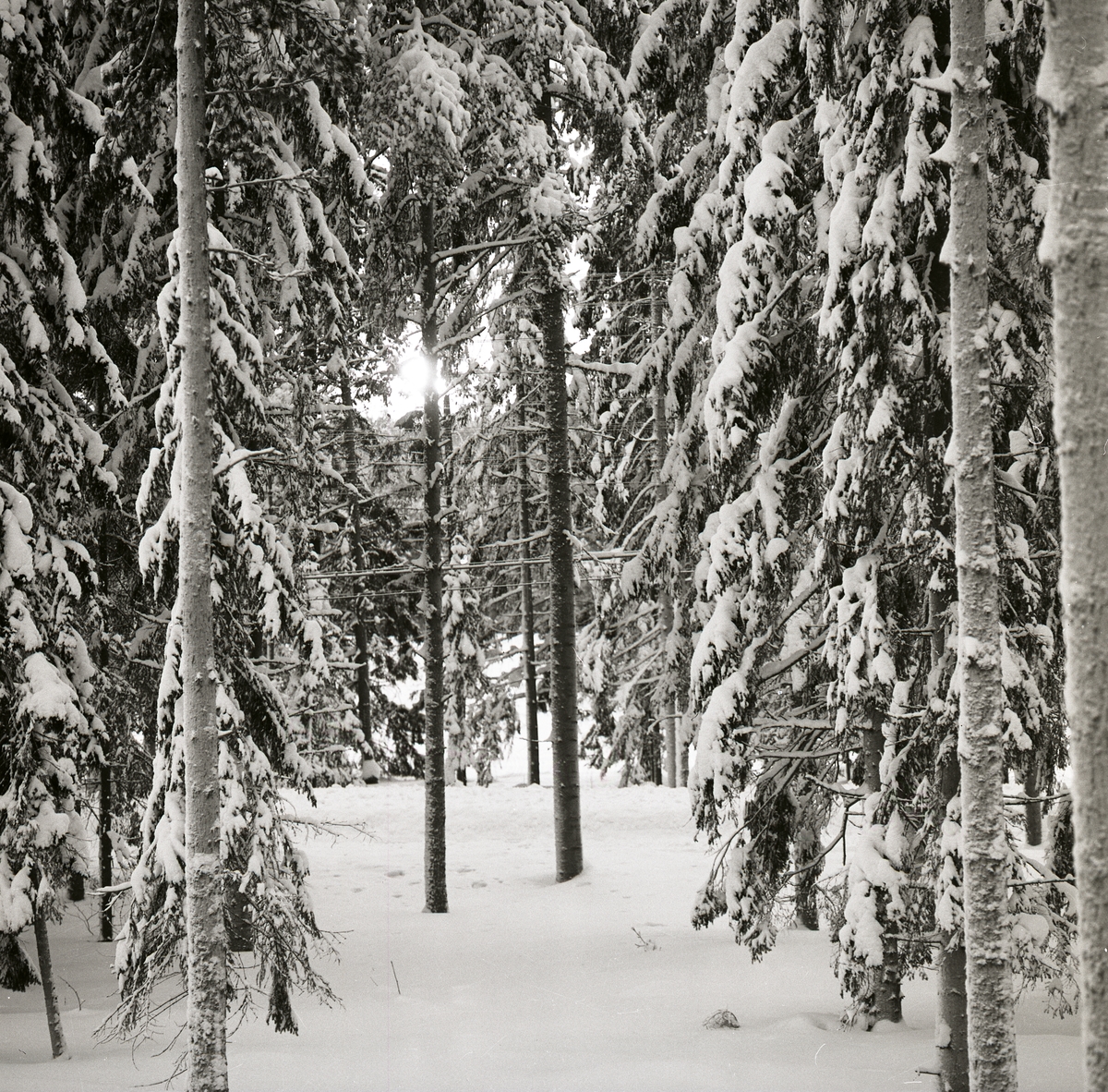 Solen skiner genom snötäckt skog 1966.