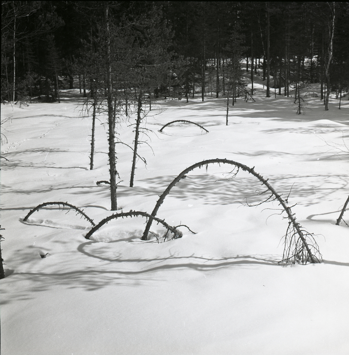 Träd som blivit böjda och brutna, bildar skuggor på snön, cirka1966.