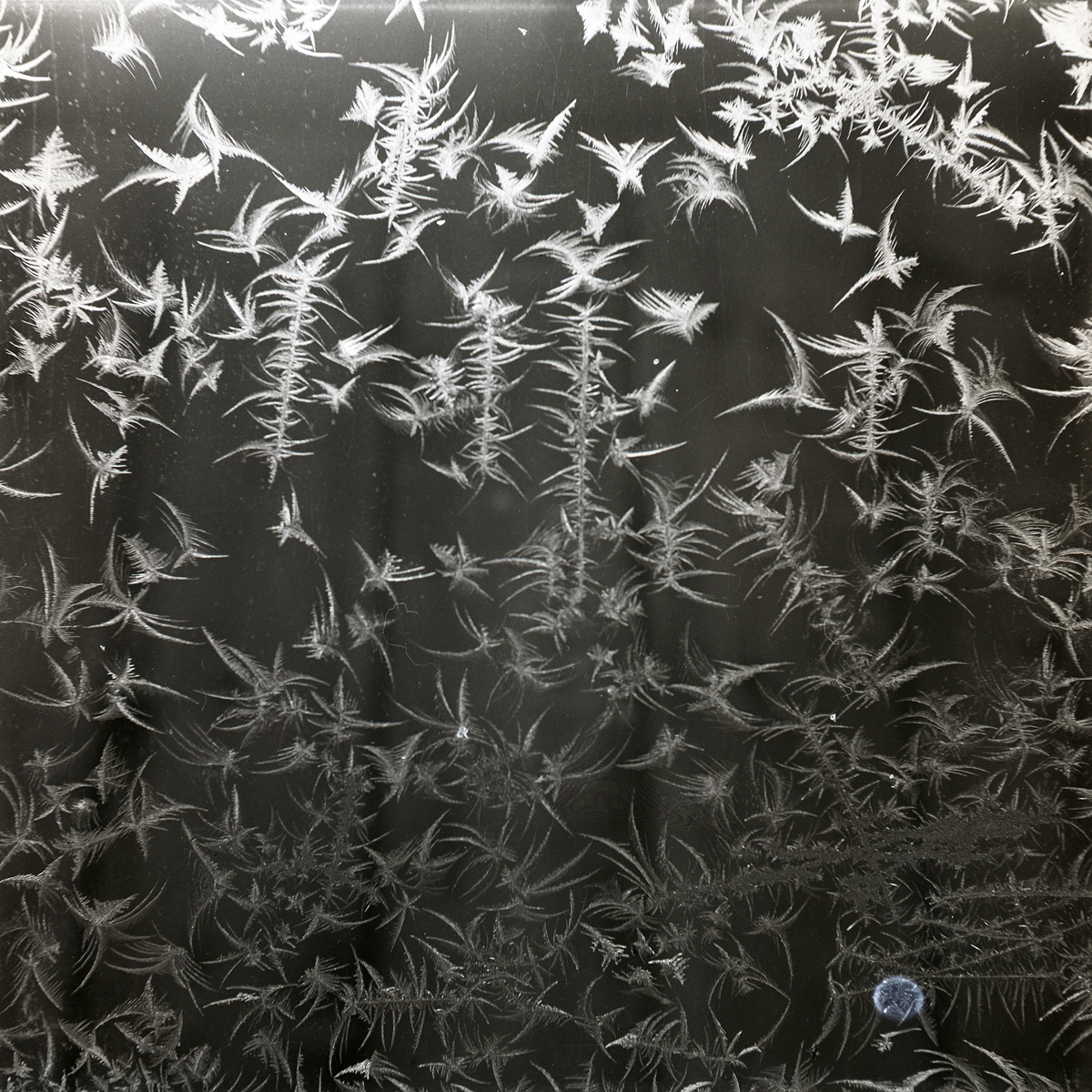 Fönster med rimfrost, 1947.