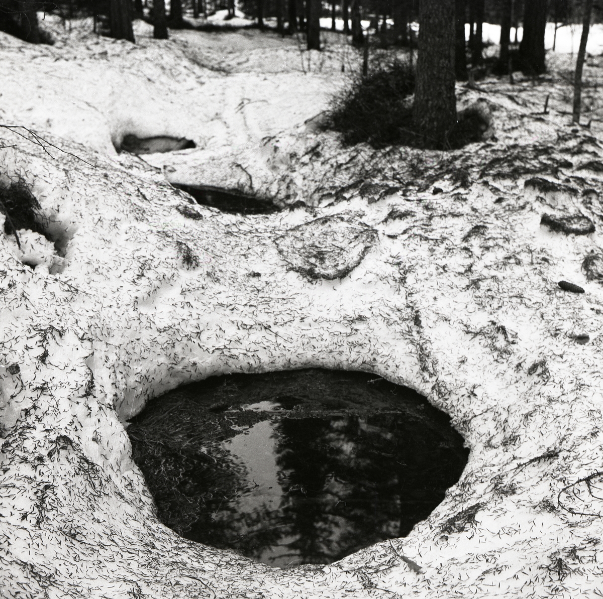 Smältsnö har bildat ett vattenhål i skogen vid Skogsbergsvägen den 29 mars 1959.