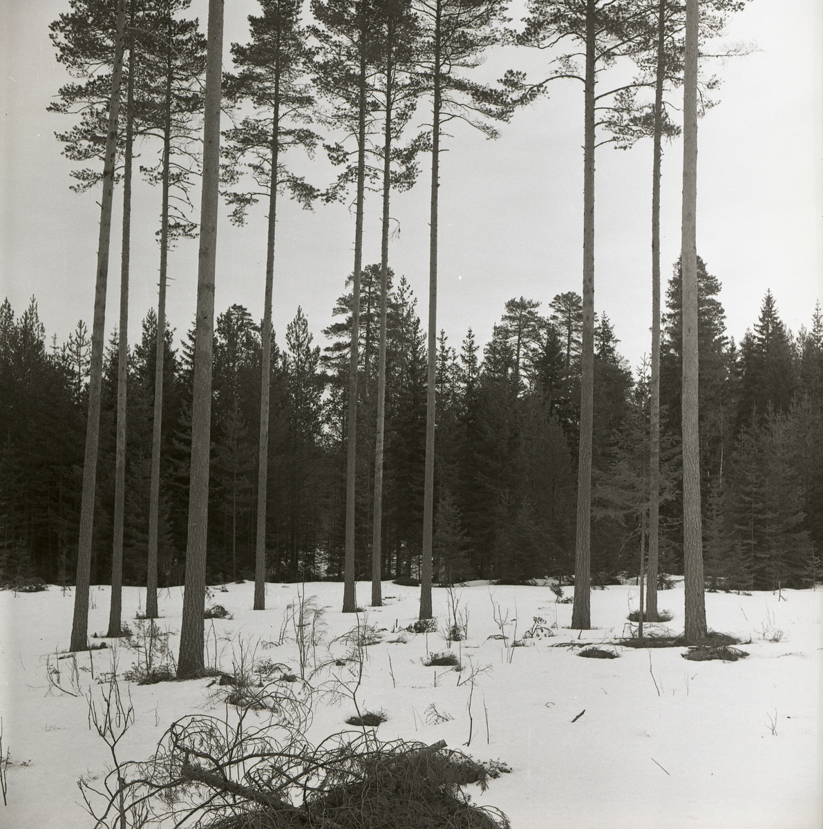 En grupp tallar med långa stammar vid Toresslätten, 1962.