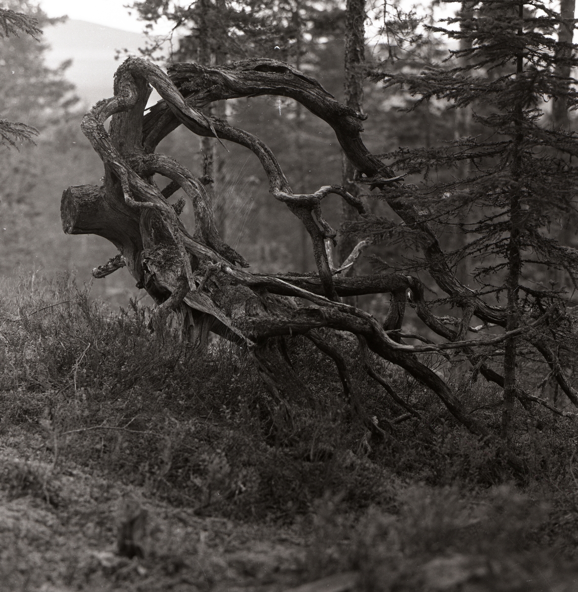 En bar rotvälta har grenar formade som ett bockhuvud, 1961.