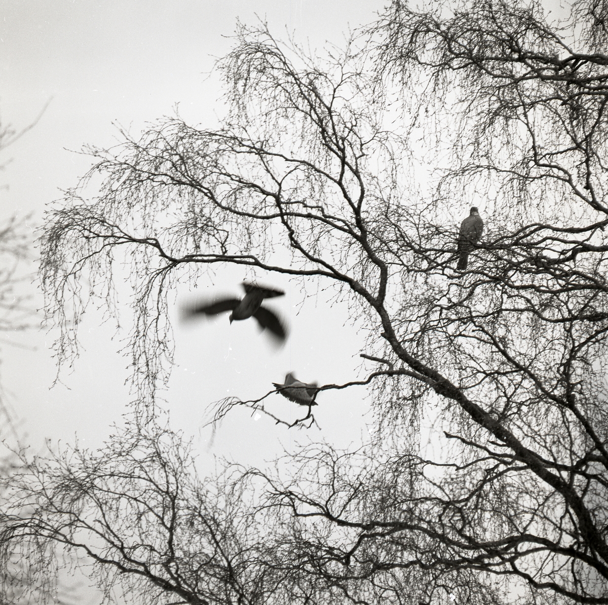 Tre ringduvor flyger från ett träd under våren 1973.