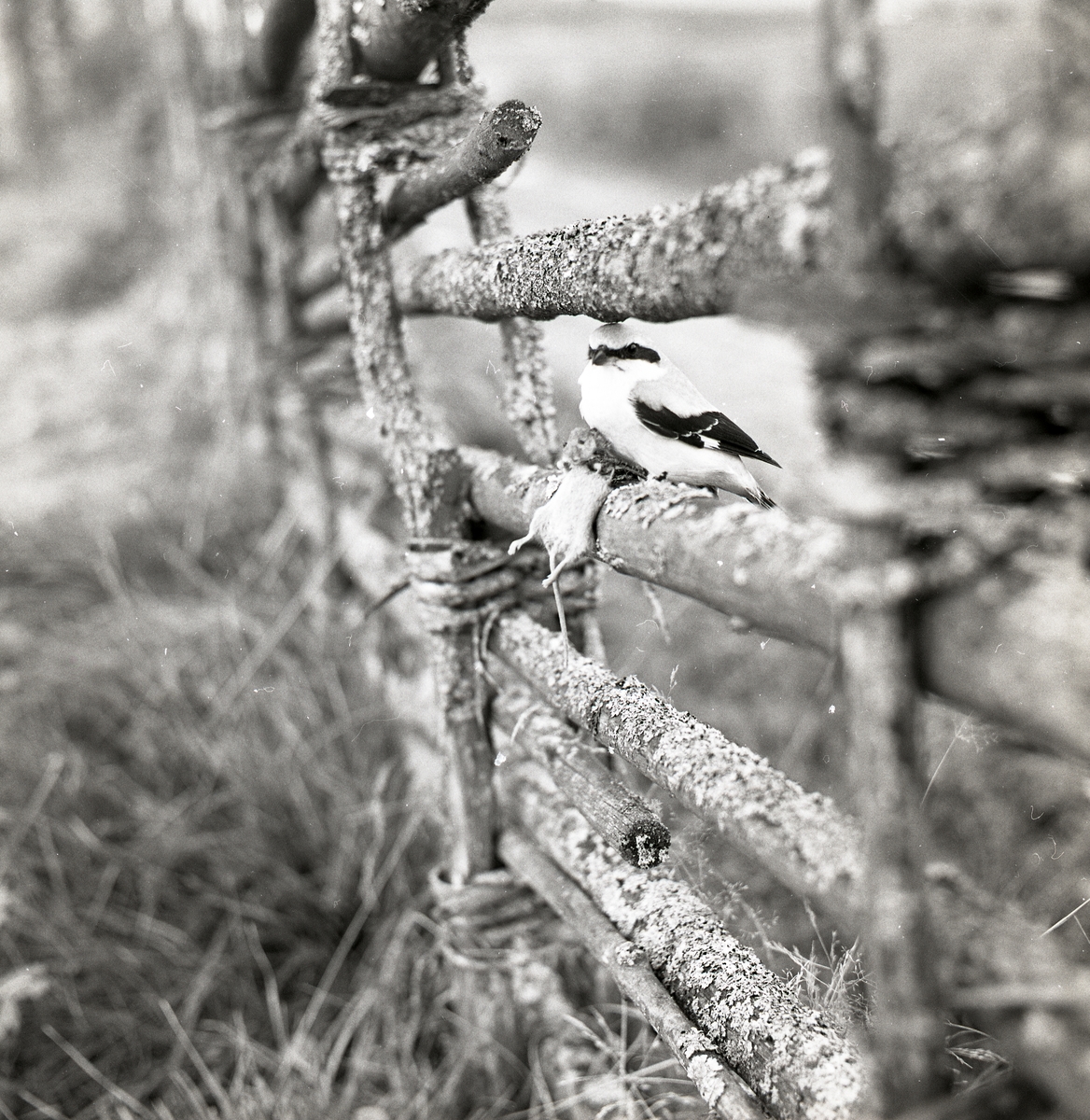 En varfågel har fångat en mus och sitter på en gärdesgård under hösten 1968.