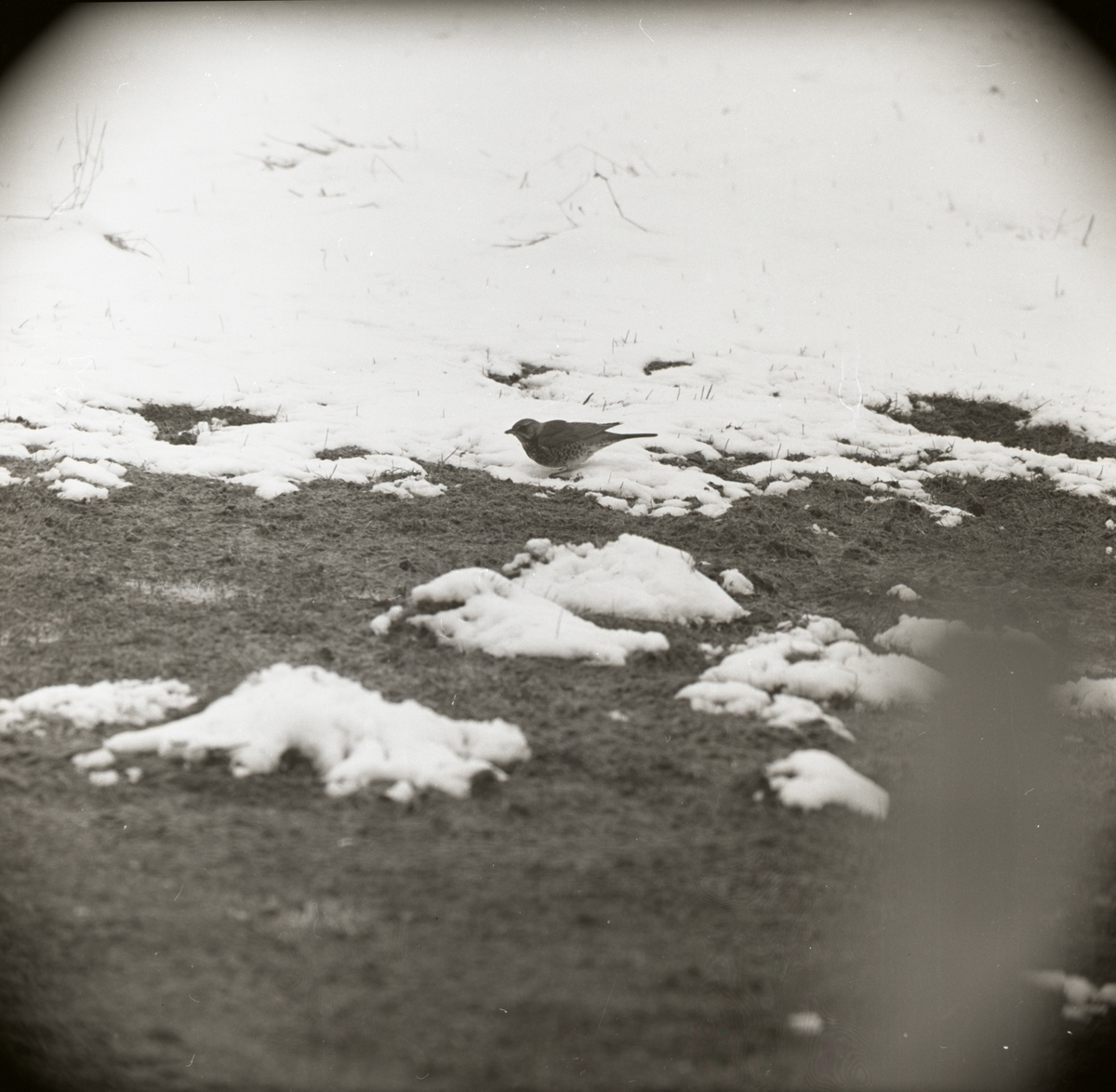 En "snöskata" går i vårsnön, 1969.