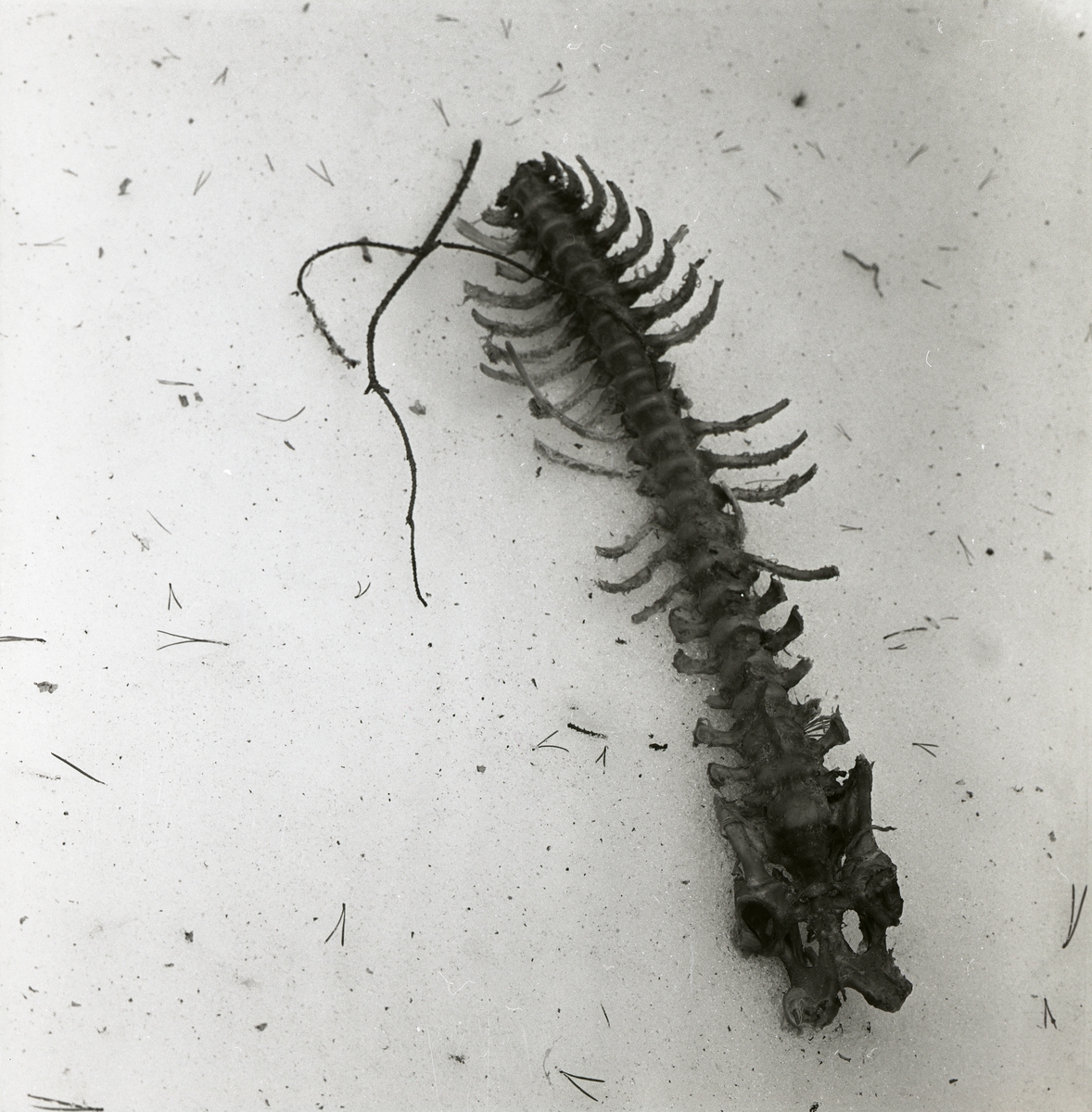 En ryggrad från ett rådjur, vintern 1962.