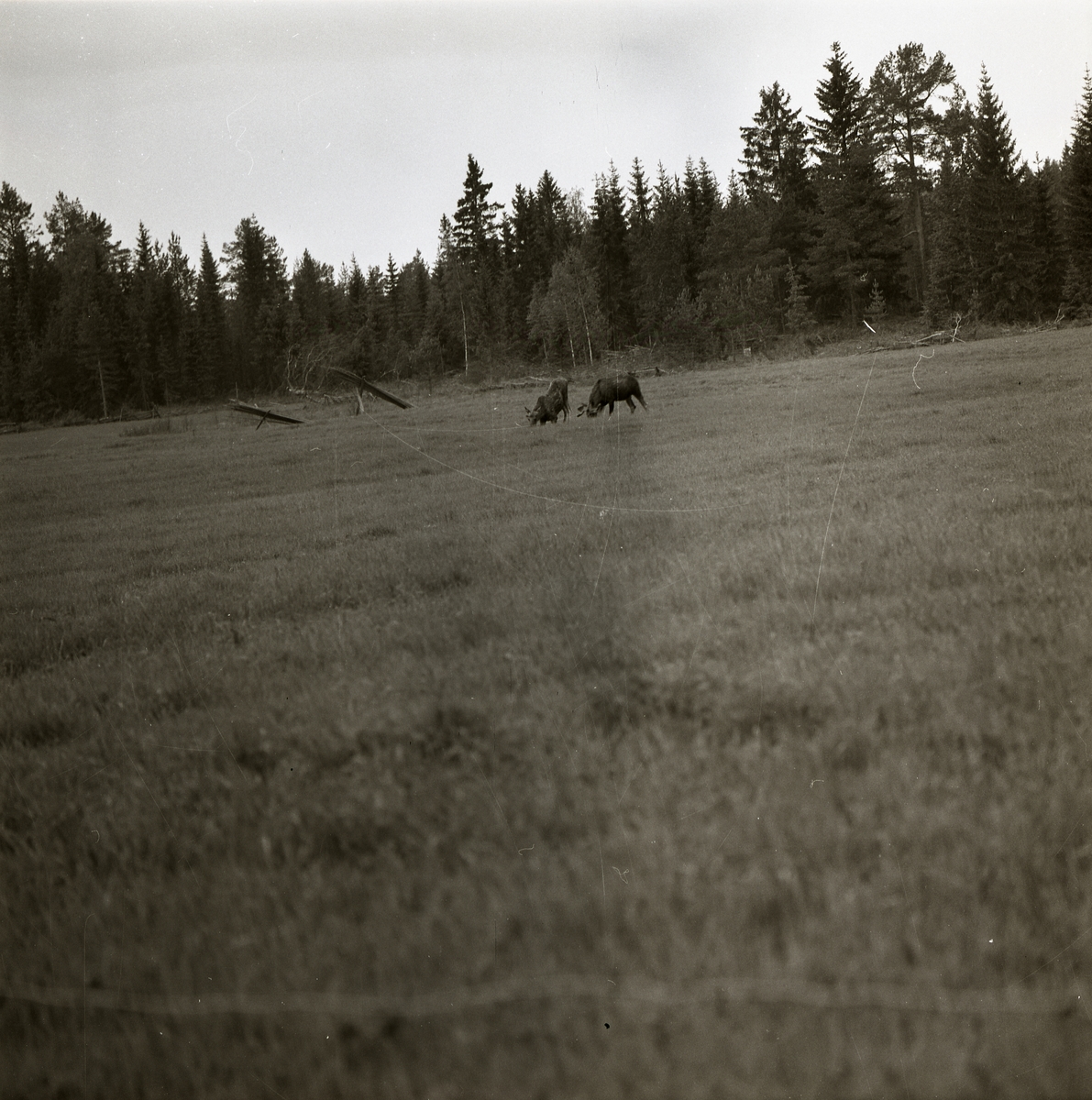 Två betande älgar på en åker intill en skog i Voxnaområdet, 1969.