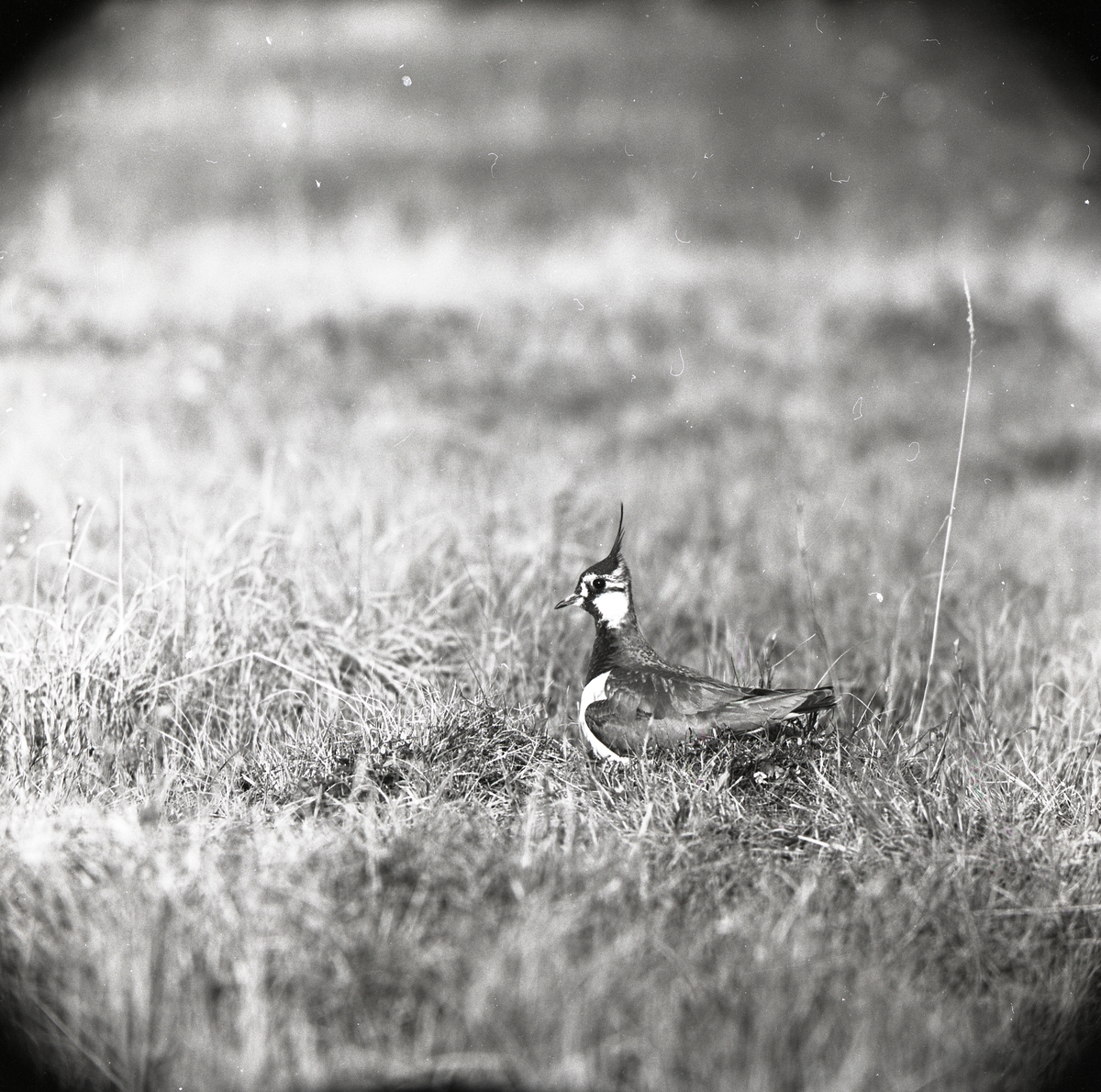 En ruvande tofsvipa ligger i gräset vid Broddens, 26 maj 1957.