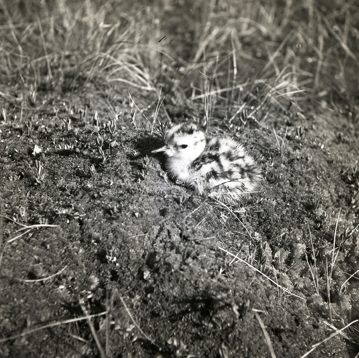 En spovunge ligger på jordig mark, juni 1950.