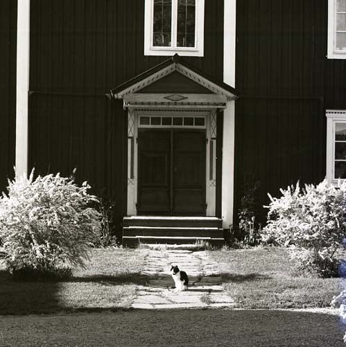 Ingången till boningshuset vid gården Sunnanåker med stenlagd gång inramad av två buskar, dörr med förtak och trappa samt en katt som sitter på gången, 1977.