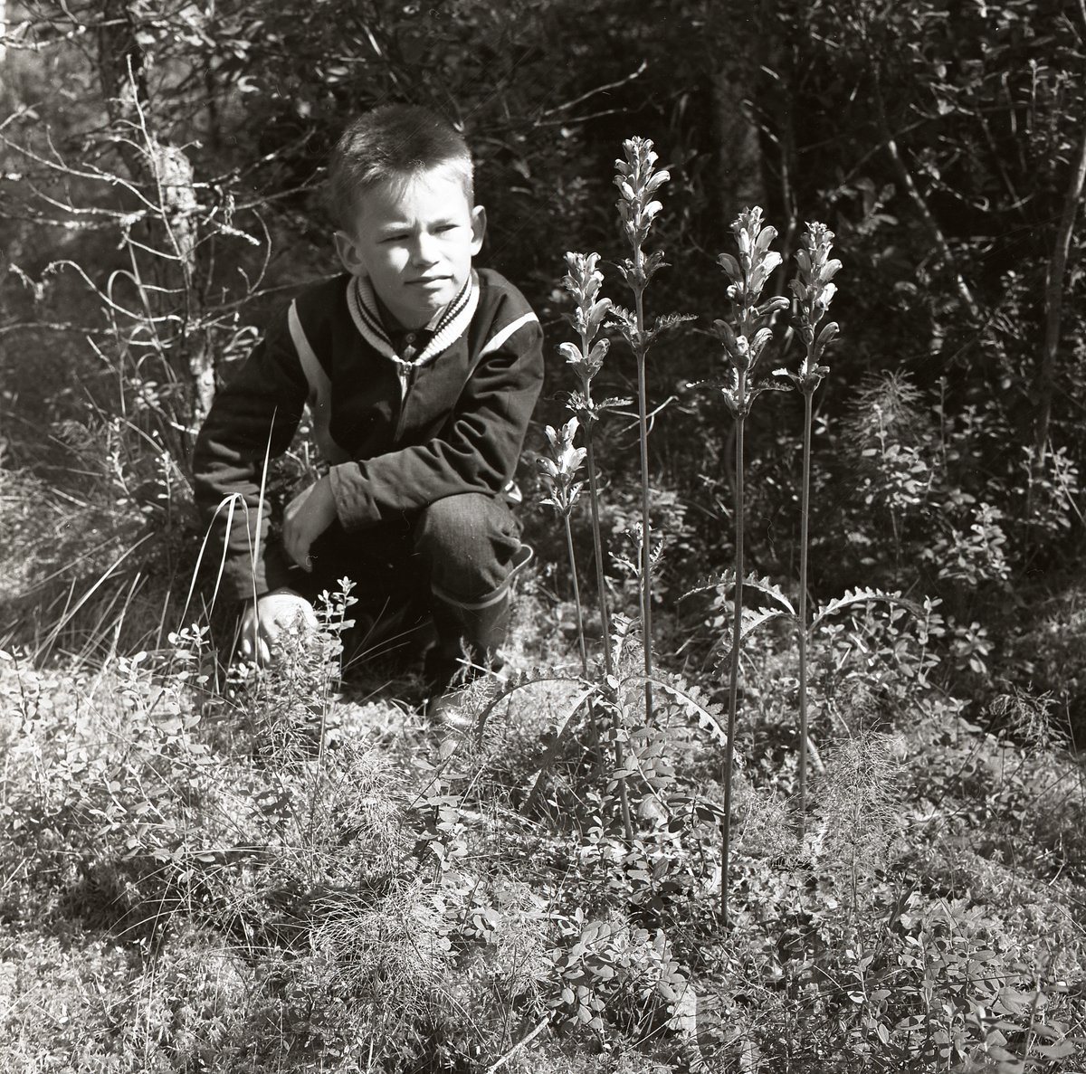 En pojke sitter på huk vid en Kung Karls spira, Älvkarhed i augusti 1962