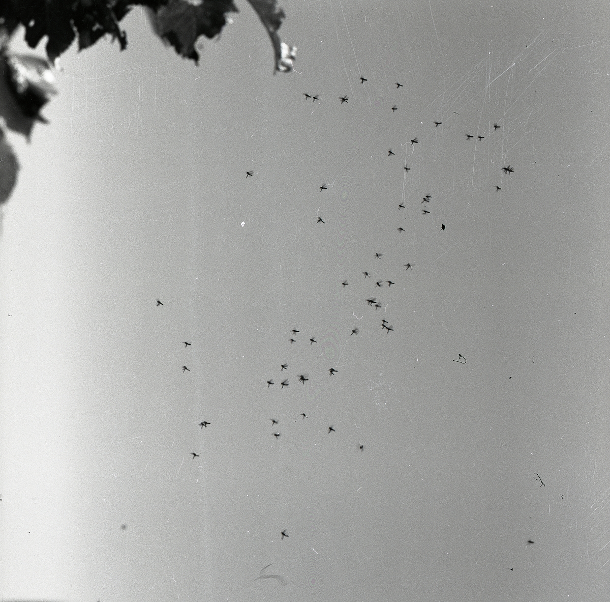 Myggsvärm i juni 1960.