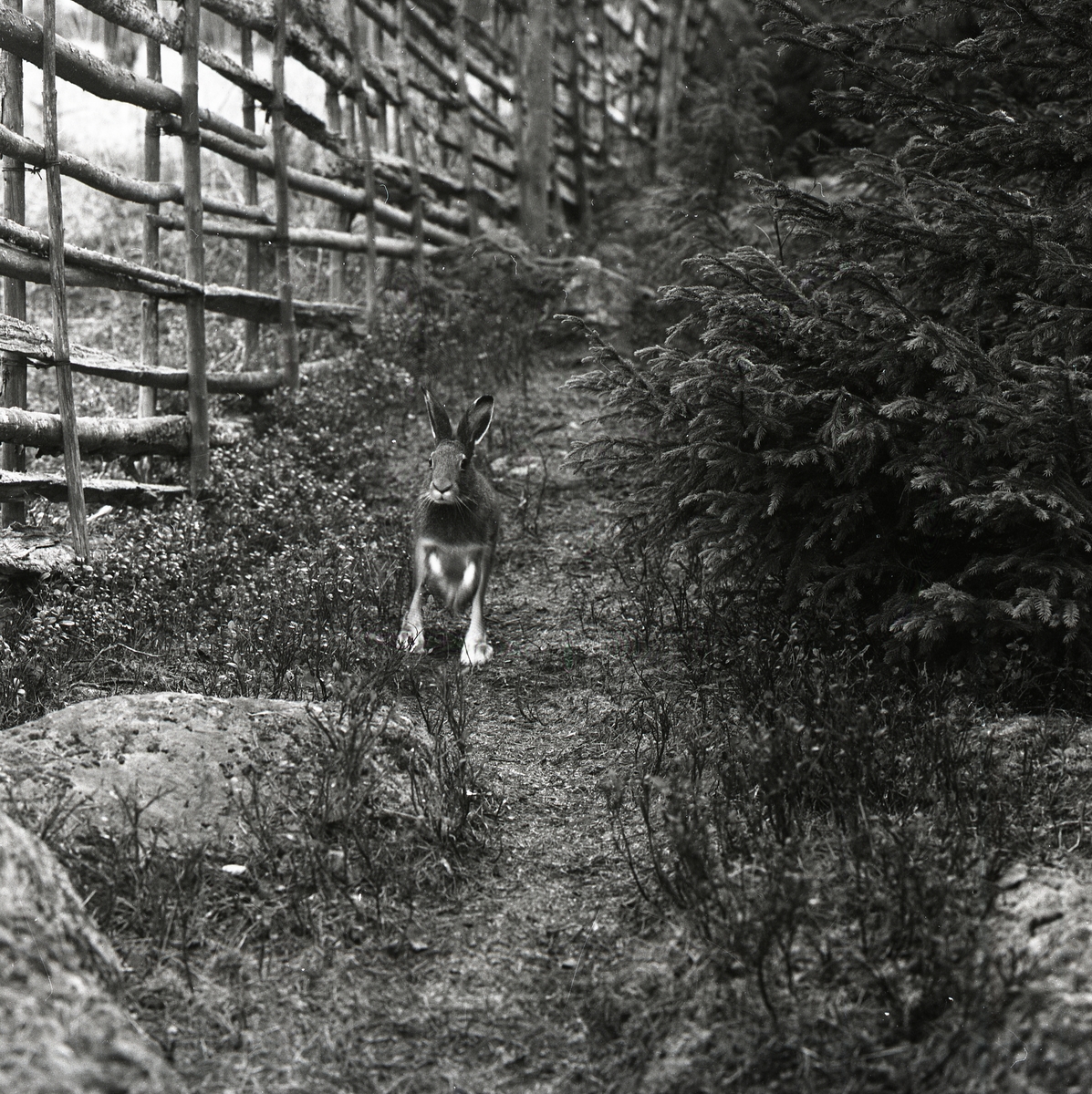En hare kommer skuttande mot kameran på en skogsstig. Bredvid syns en gärdesgård, en gran och en sten.