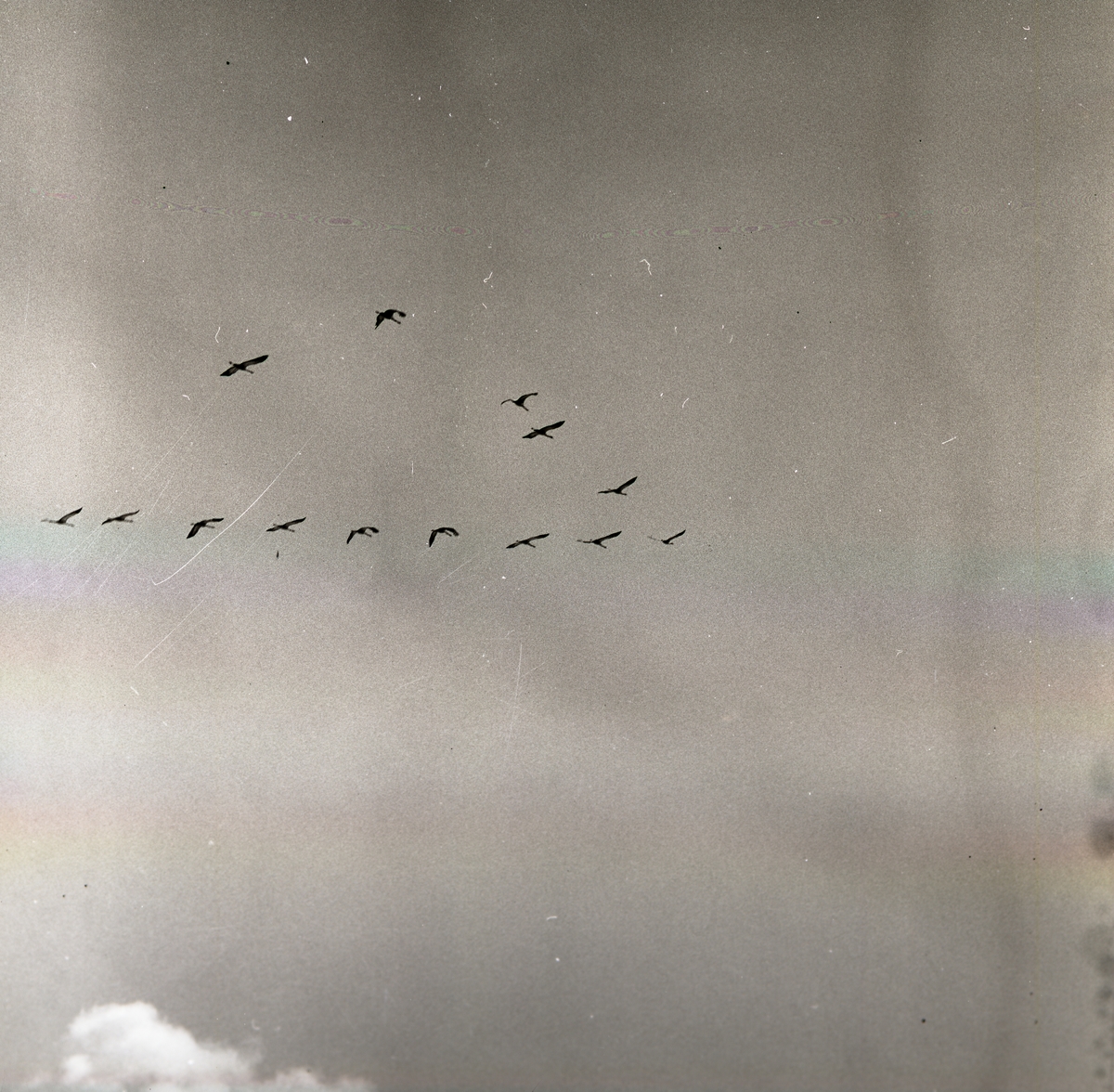 En grupp tranor flyger i en V-formation vid Tossbro, 22 april 1967.