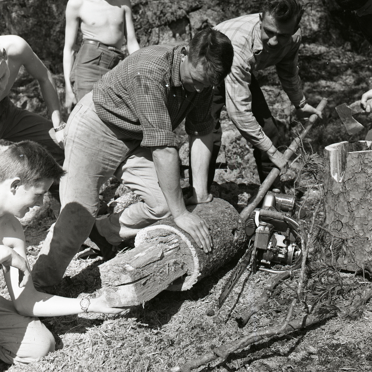 Några män och pojkar bearbetar en trädstam med motorsåg och yxa, Hagberget den 10 maj 1959.
