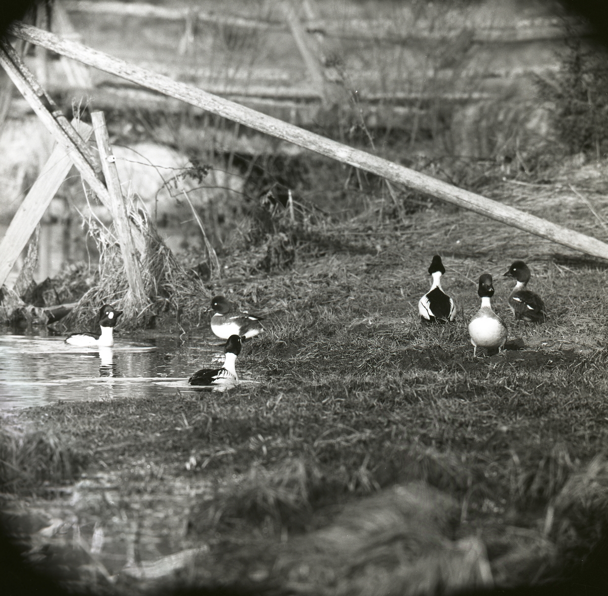 En grupp knipor går på gräs mot ett vattenbryn. Några har redan börjat simma i vattnet, 5 maj 1963.