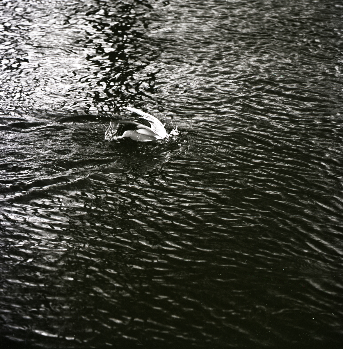 En and dyker ner i en vattensamling vid Hultsfred, mars 1961