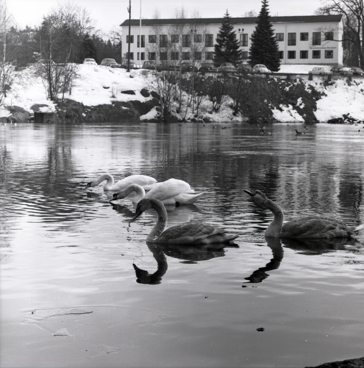 Några svanar simmar utanför Ankarsrum, mars 1963.