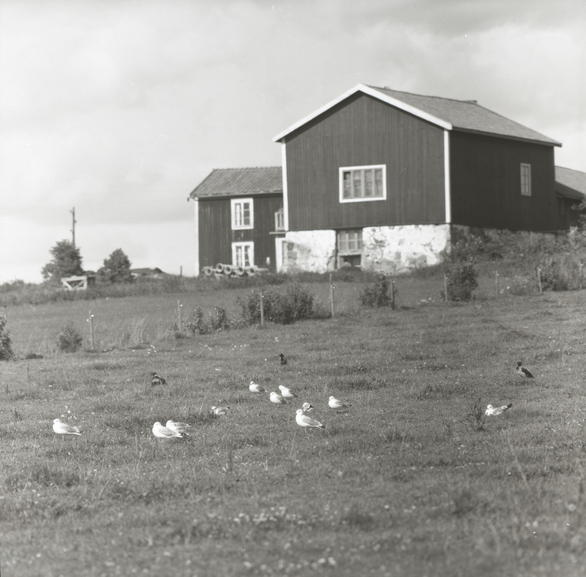Några måsar och kråkor sitter på en åker framför ett hus i Delsbo, september 1956.