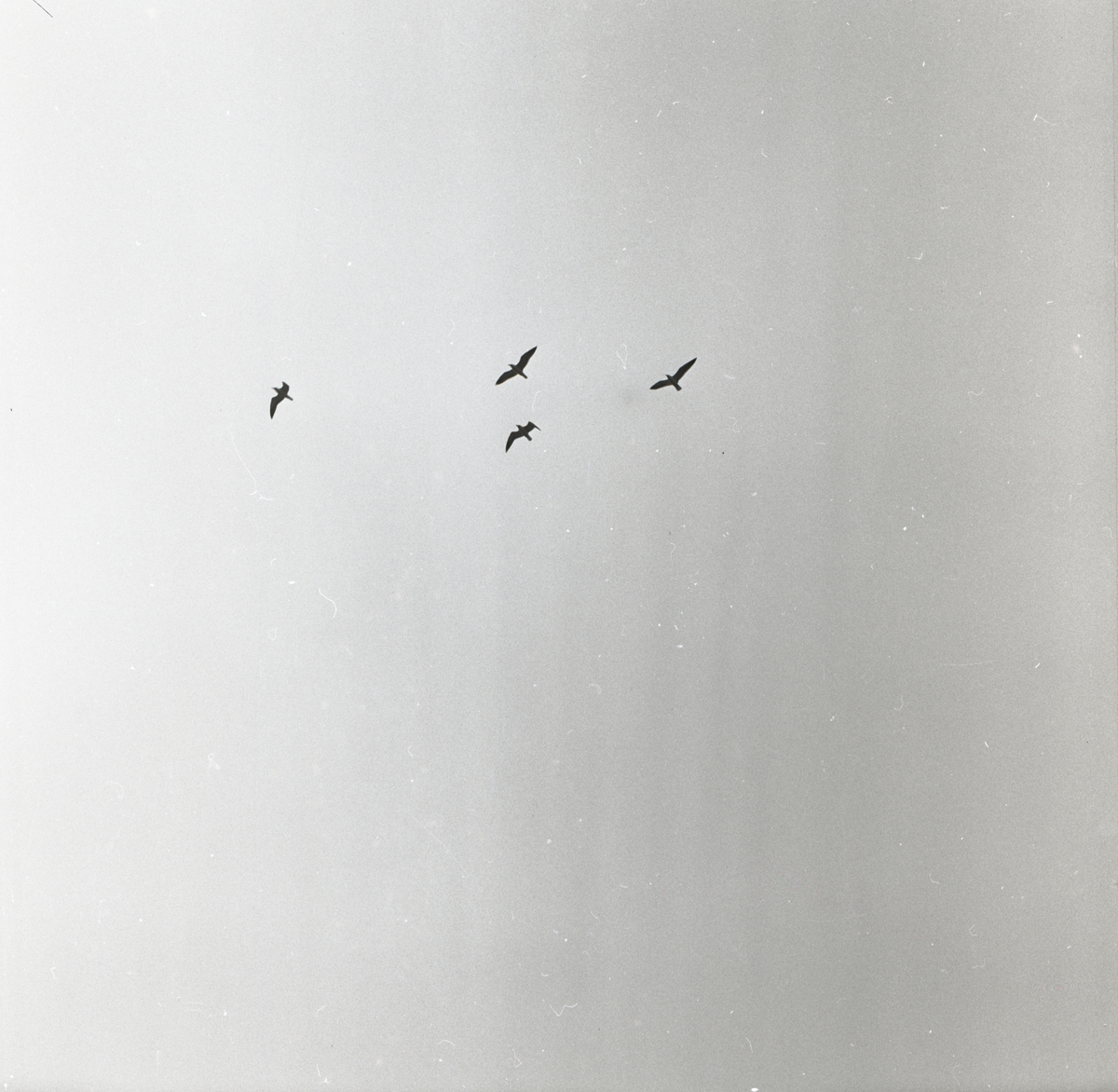 Några måsar cirkulerar högt upp i luften, maj 1959.