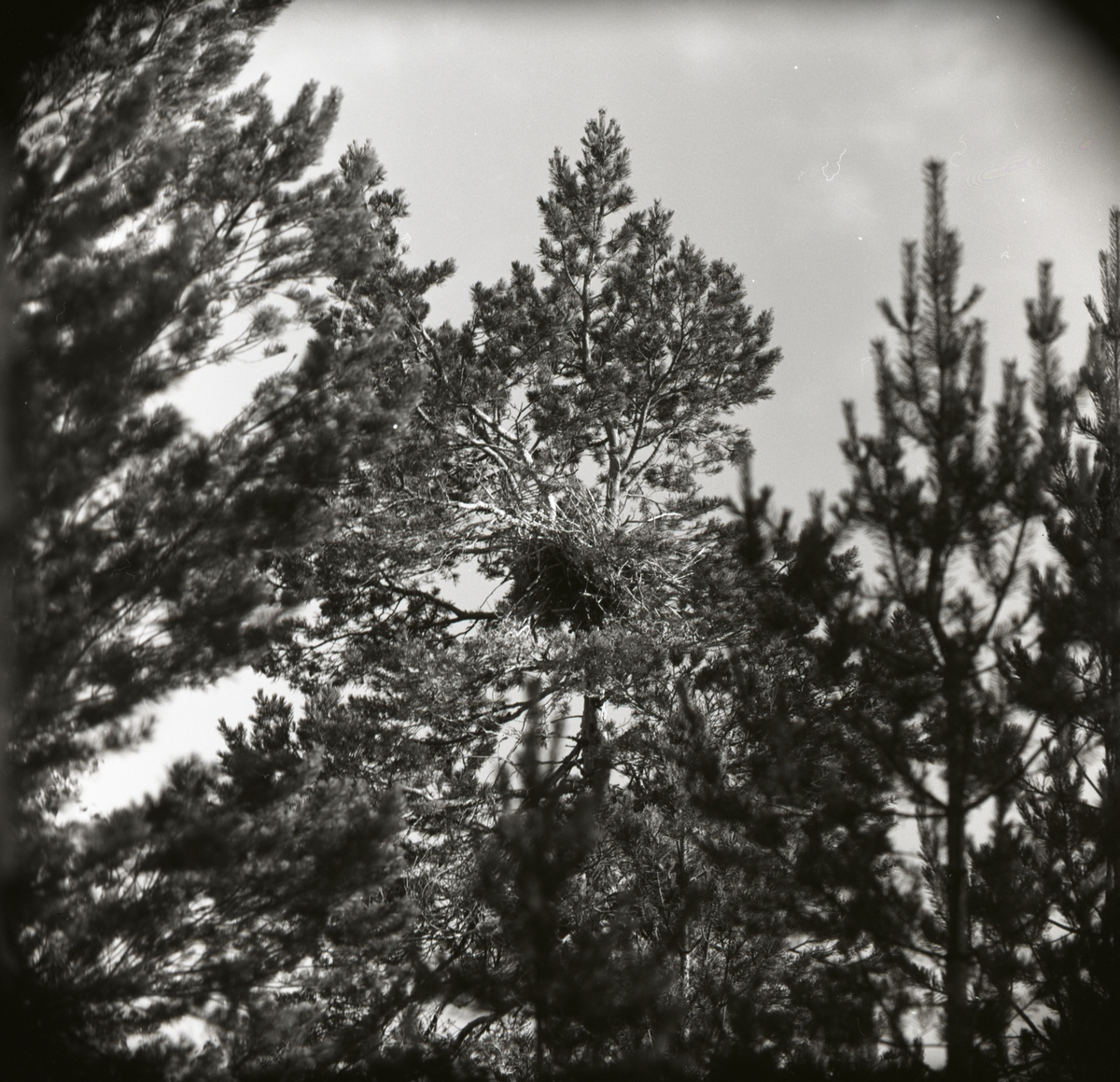 Ett hägerbo byggt uppe i ett träd på ett berg, någonstans vid Hällbo i augusti 1962.