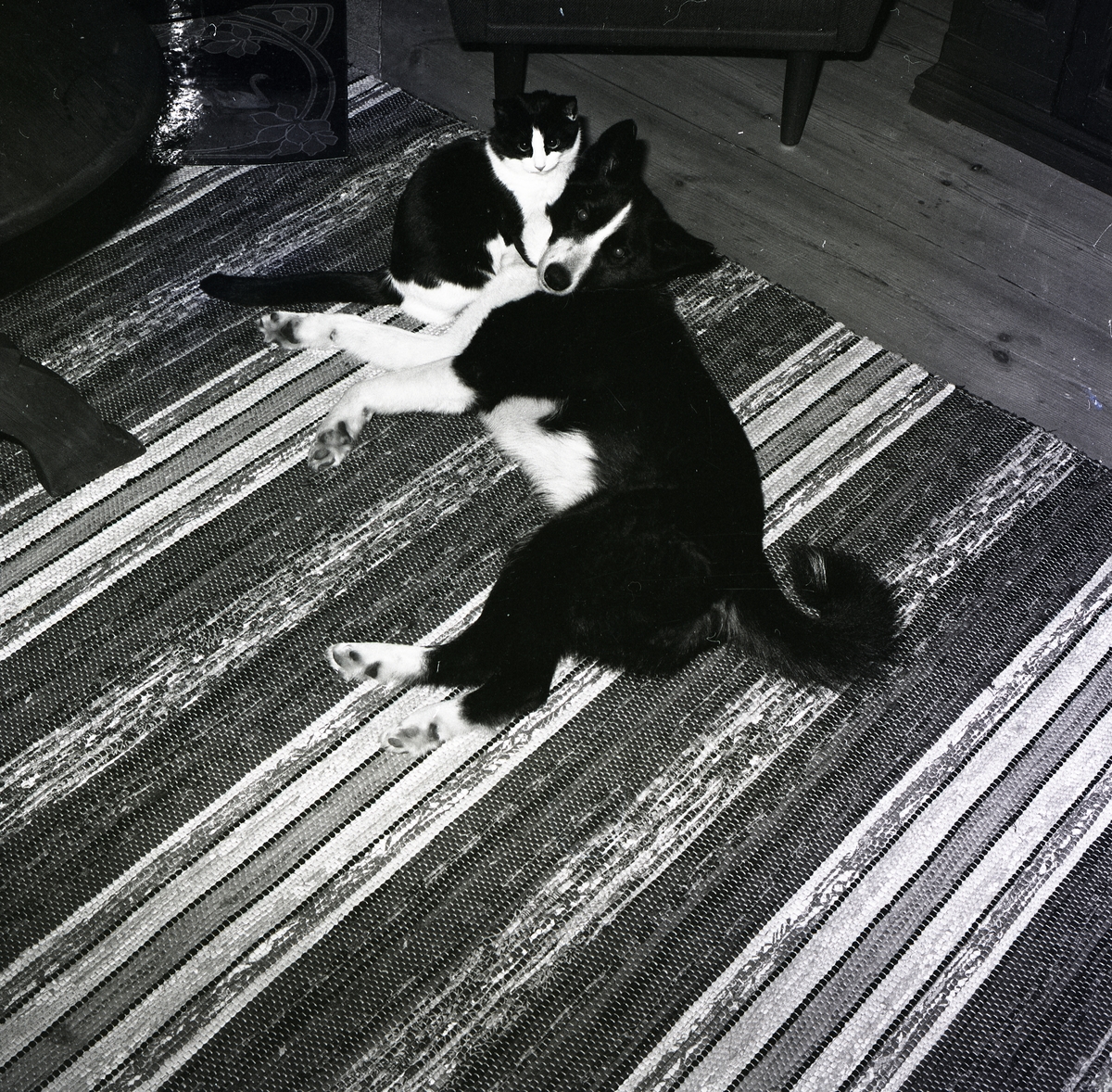 En katt står intill huvudet på en hund, liggande på en matta, januari 1978.