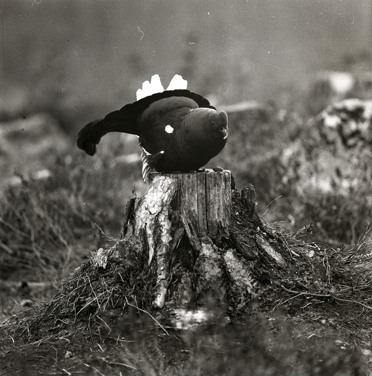En orre sitter på en stubbe i skogen, 1973.