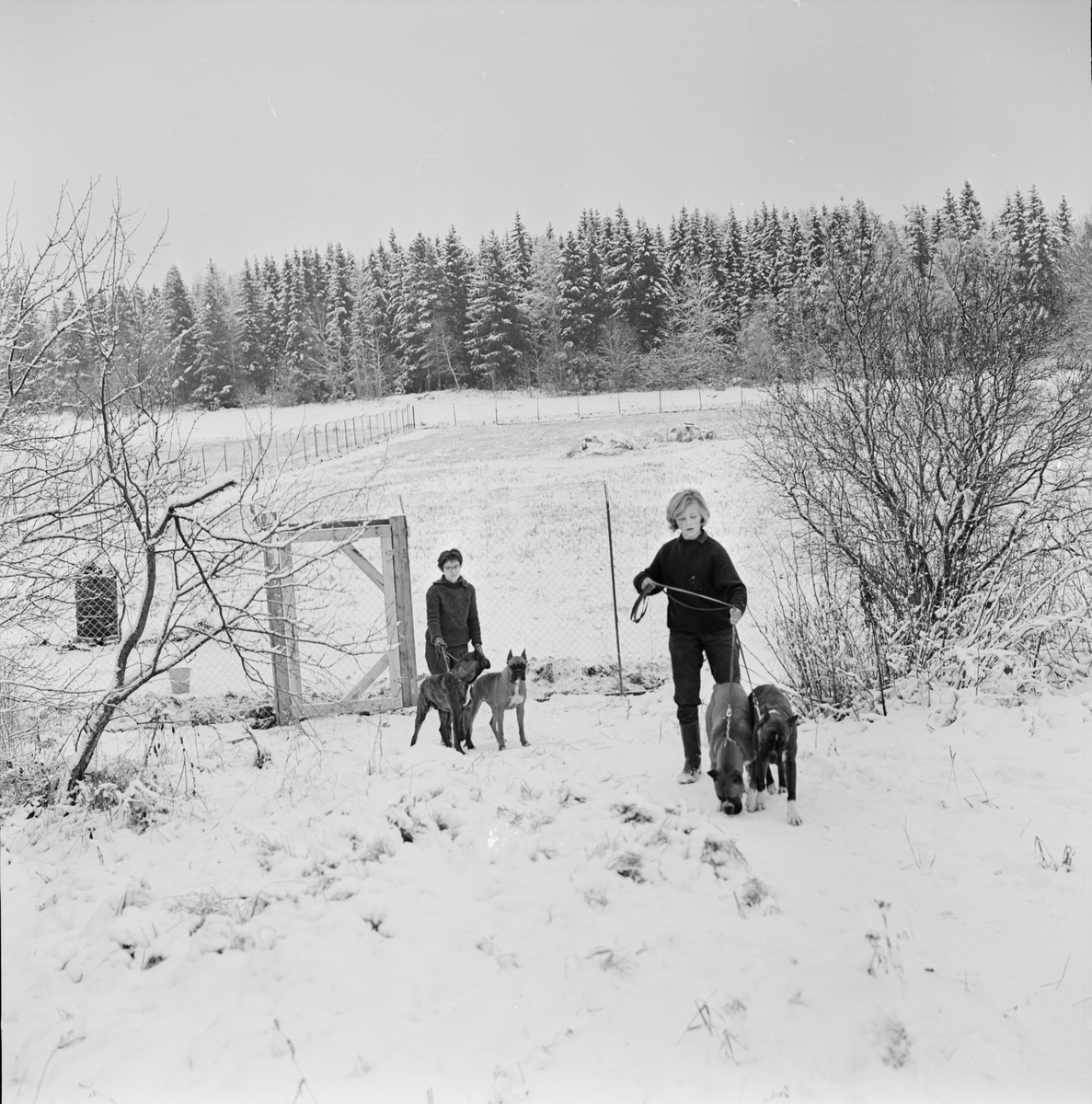 Rastning av boxerhundar, Raggboda hundpensionat, Skyttorp, Uppland 1962