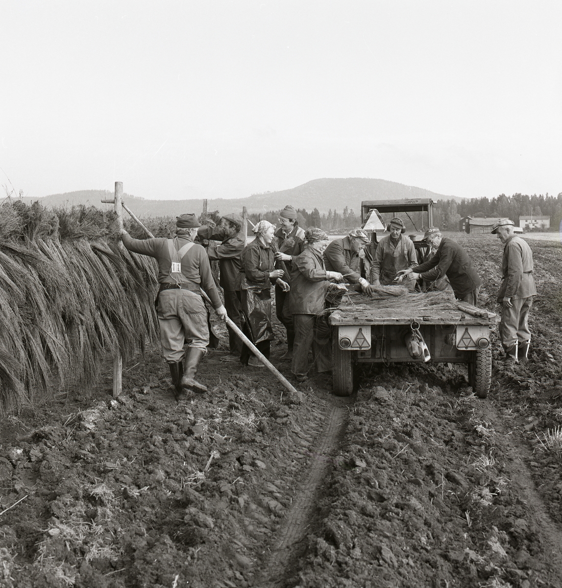 En grupp människor arbetar med att hänga linbuntar över en hässja. På ett flak draget av en traktor ligger lin som ska hängas upp, 26 september 1982.