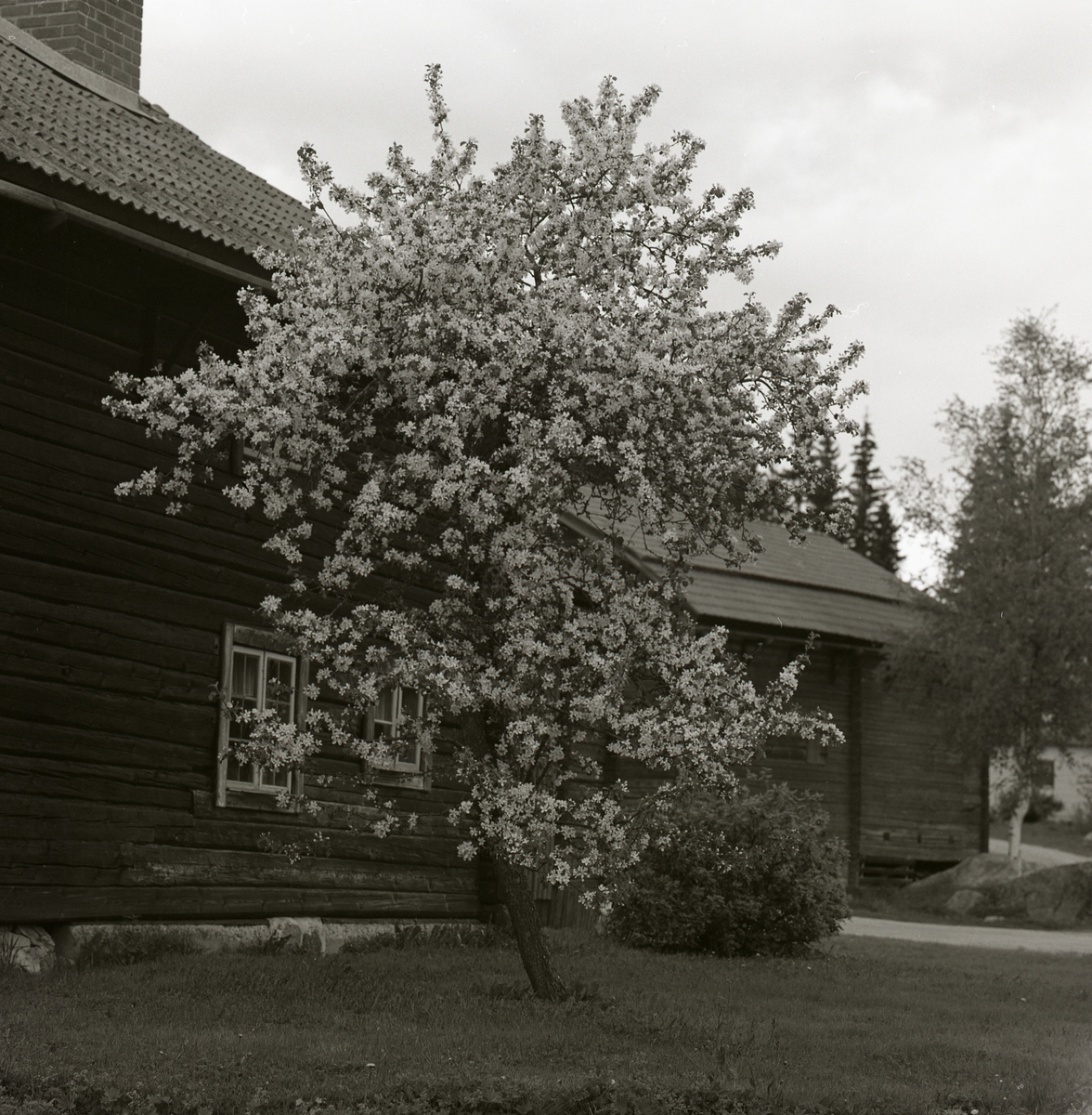 Ett äppelträd i full blomning står på gården framför ett timrat hus vid Hembygdsbyn 30 maj 1981.