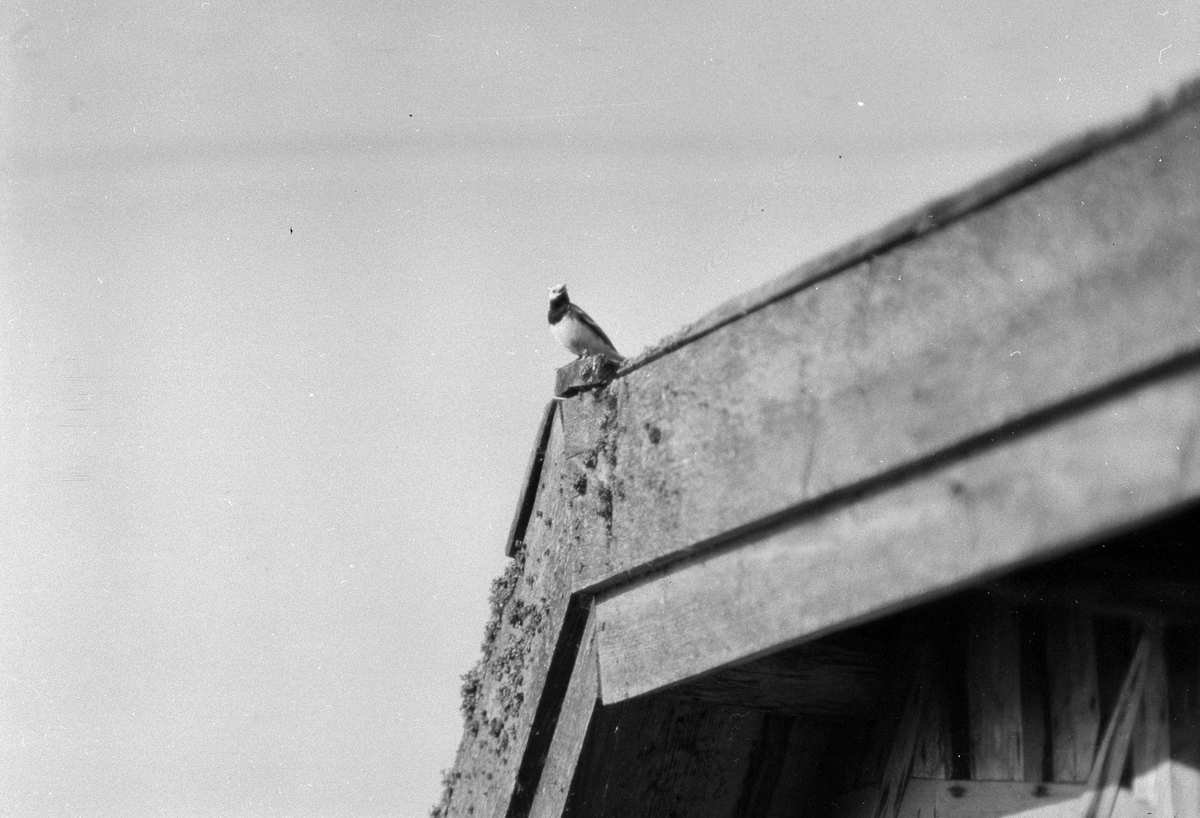 En fågel sitter på en taknock. I fotografens anteckningar står det "35 films fr. semester på Halö".