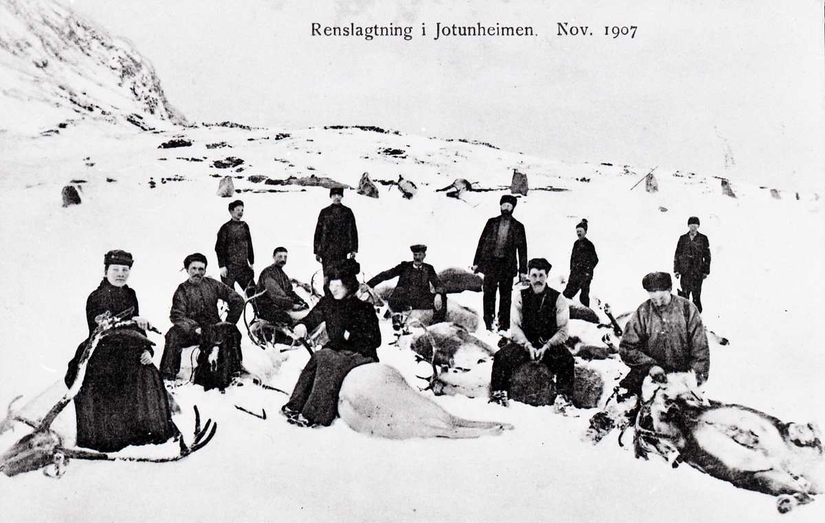 Postkort med motiv av reinslakting, november 1907. Bygdin Tamreinselskap.