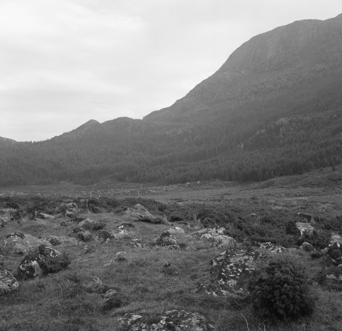 Prospektfotografier i serie av Kalvestad-marka på Sula. På noen av motiva er det spor etter tidligere bebyggelse.